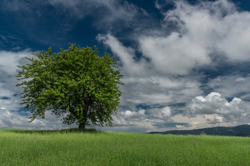 Fototapeta na wymiar Cherry tree alone in green summer field in cloudy blue sky day