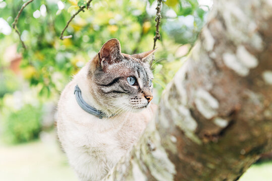 nice blue-eyed domestic cat with flea collar on a tree. pets concept