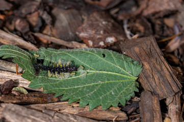 Parasitic wasp larvae emerging from a live peacock butterfly caterpillar