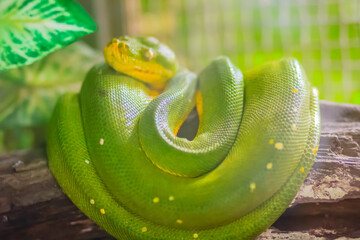 Cute Green tree python (Morelia viridis) on the tree branch. Green tree pythons are found throughout the tropical rainforests of Australia and New Guinea, both in the canopy and on the forest floor.