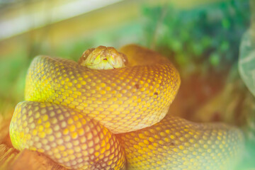 Cute Mollucan python on tree. Simalia clastolepis, also known as the Mollucan python or yellow python, is a species of python found in Indonesia.