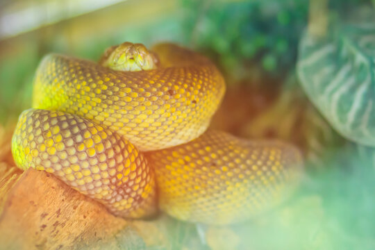 Cute Mollucan python on tree. Simalia clastolepis, also known as the Mollucan python or yellow python, is a species of python found in Indonesia.