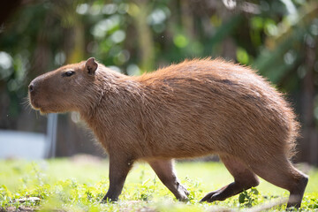 Fototapeta premium capivara