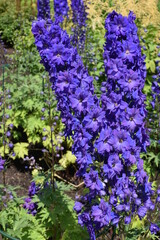 Obraz premium Closeup of blooming purple flowers