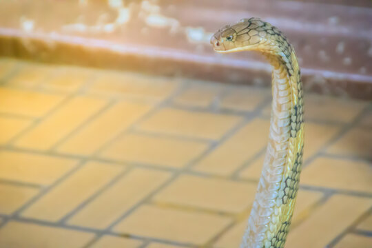 King Cobra (Ophiophagus Hannah) The World's Largest Venomous Snake. King Cobras Are Impressively Venomous, Large Snakes Native To Asia. They Are Called King Cobras Because They Can Kill And Eat Cobras