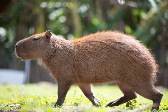 capivara