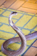 A cobra hooding and growling on the floor. The monocled cobra (Naja kaouthia), also called monocellate cobra, is a deadly venomous snake in the family of viper snake. Siamese cobra, Monocled cobra.