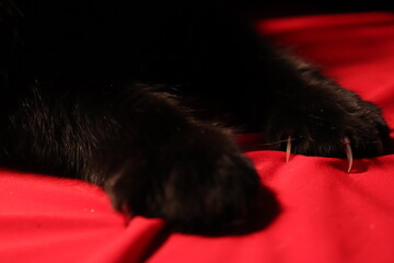 black cat with red ribbon