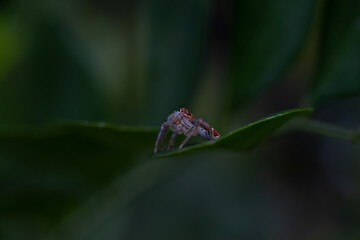 aranha