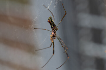 aranha