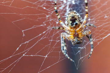 Arachnophobia fear of spider bite concept. Macro close up spider on cobweb spider web on blurred brown background. Life of insects. Horror scary frightening banner for halloween.