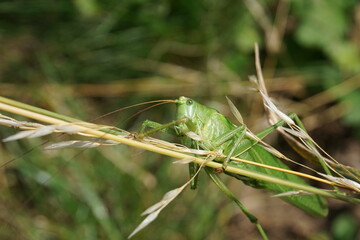 Grashüpfer