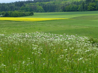 Versteckte Schafe finden