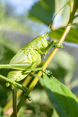 Great green bush-cricket male. Tettigonia viridissima. Closeup