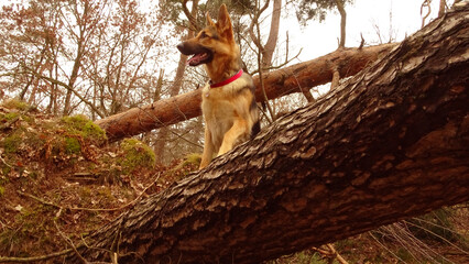 german shepherd dog in the forest on a tree log
