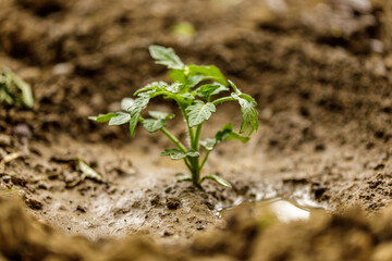 Tomato plants after rain in the garden