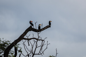 tucano