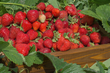 Full fresh strawberry basket. Fields outdoor plantation with strawberries ready for harvest