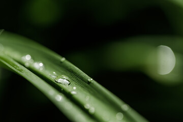 Closeup of waterdrops rolling on green leaves in the garden after rain