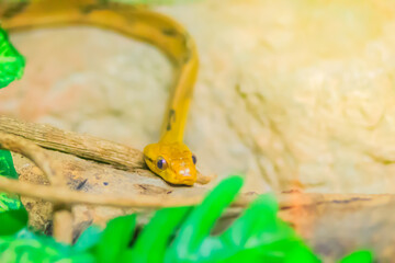 Boiga cynodon, commonly known as the dog-toothed cat snake, is a nocturnal species of rear-fanged colubrid snake endemic to Asia.
