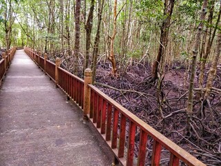 Fototapeta premium Elevated Wooden Walkway through dense, spooky Mangrove Forest in Langkawi Malaysia.