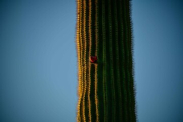 A Saguaro cactus in bloom in the Arizona Sonoran desert.