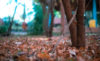 autumn leaves in the park