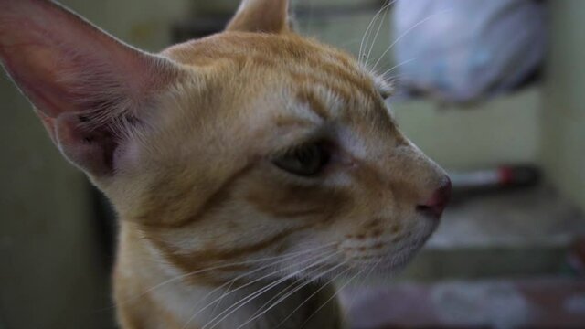 Indian billi breed also known as Indian common cat