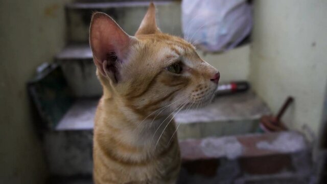Indian billi breed also known as Indian common cat