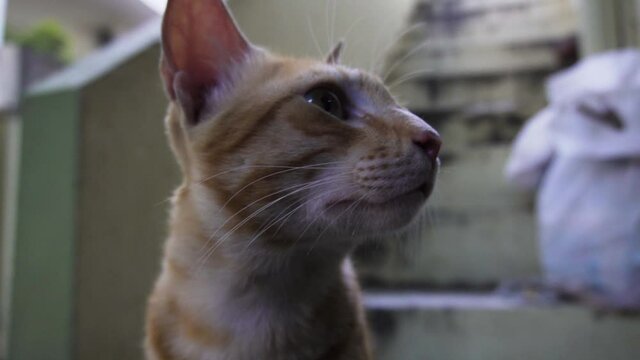 Indian billi breed also known as Indian common cat