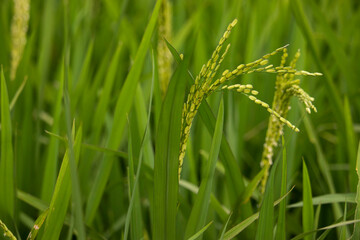 Close up paddy rice plant.A young paddy gain in the field.Ready to harvest rice fields.Growing Paddy rice in Bangladesh.
