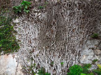 Thick roots of the plant climb the wall