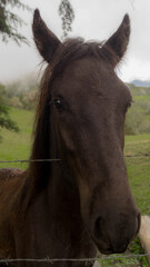 Obraz premium Eyes of a being .