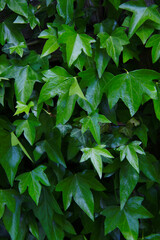 Fototapeta na wymiar fresh green ivy leafs background