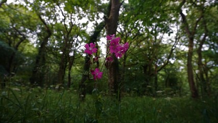Pink Flowers blossoming out of the ground surrounded by the trees