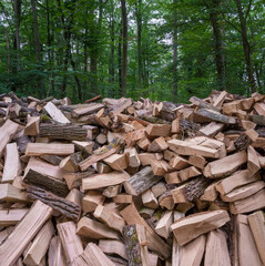 Coupe de bois de chauffage en forêt