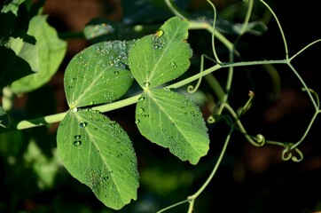 dew on pea leaves with a mustache in the morning sun. pea plant growing outside
