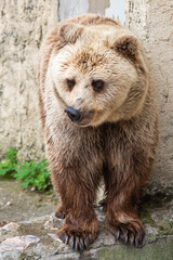 Obraz premium Big brown bear in the zoo.