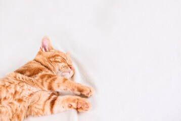 Sleeping little red kitten sleeps on a white bed. Place for text.