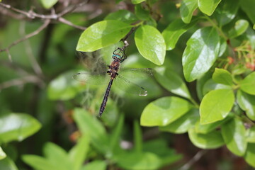 dragonfly on a leaf