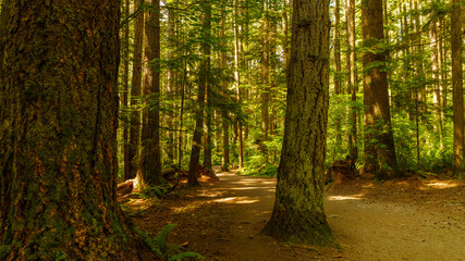 Obraz premium Przez drzewa leśnym szlakiem BC