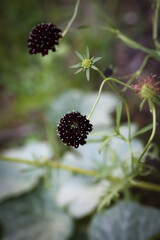 Black Scabiosa Flower in a Garden