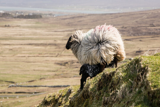 Black head sheep ireland