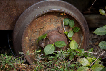 close up of old rusty wheel in the weeds