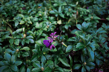 purple flowers in the garden