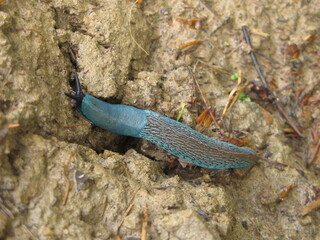 Carpathian blue slug  (Bielzia coerulans) - large blue slug on the rocks, Bieszczady mountains, southern Poland