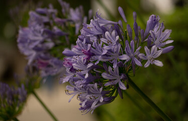 lily of the nile on blur background