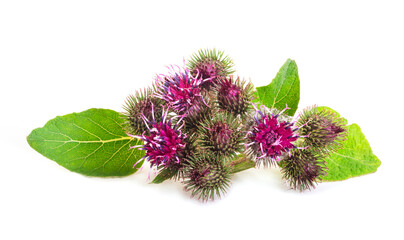 Prickly heads of burdock flowers on a white background. Treatment plant. Isolated on white