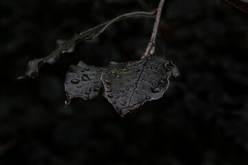 Wet leafs on a rainy day 