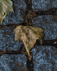 A maple leaf lying on the floor